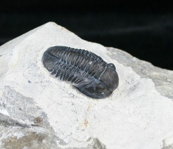 Nicely Inflated Gerastos Trilobite - #4133